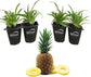 Pineapple Plant - 4 Live Starter Plants - Ananas Comosus - Edible and Fruit Bearing for Patio and Garden