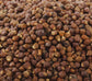 Grains of Paradise - Live Starter Plants - Aframomum Melegueta - Grow Your Own Edible Garden Spices Herbs