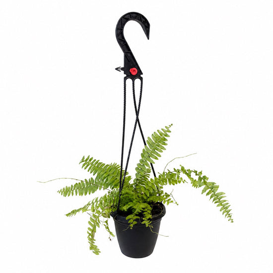 Boston Fern Hanging Basket - Single - 4 Inch Pot - Nephrolepis Exaltata
