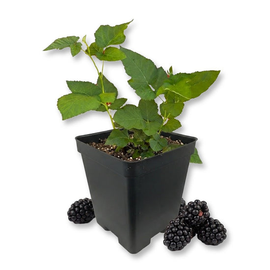 Chester Blackberry Bush - Single - 3 Inch Pot - Rubus Fruticosis