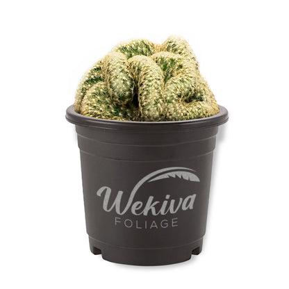 Brain Cactus - 1 Live Plant in a 4 Inch Growers Pot - Mammillaria Elongata &