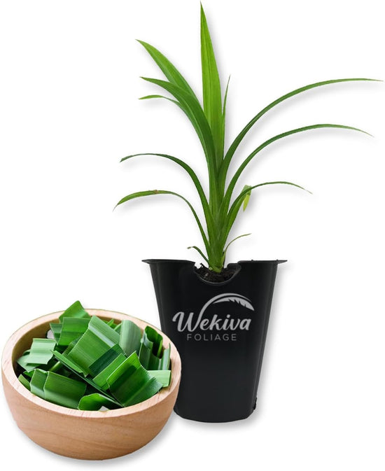 Pandan Plant - 1 Live Starter Plant - Pandanus Amaryllifolius - Fragrant Flavor Sweet Edible Leaves