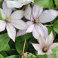 Clematis Samaritan Jo - Live Starter Plants in 2 Inch Growers Pots - Starter Plants Ready for The Garden - Rare Clematis for Collectors