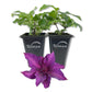 Clematis Fleuri - Live Starter Plants in 2 Inch Growers Pots - Starter Plants Ready for The Garden - Rare Clematis for Collectors