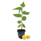 Jamaican Cherry Tree - Strawberry Tree - 1 Live Starter Plant - Muntingia Calabura - Edible Fruit Bearing Tree for The Patio and Garden
