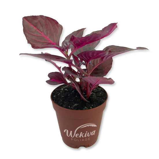 Bloodleaf Plant - Chicken Gizzard - Live Starter Plants - Iresine Herbstii - Vibrant Maroon Foliage Colorful Tropical Easy Care Houseplant
