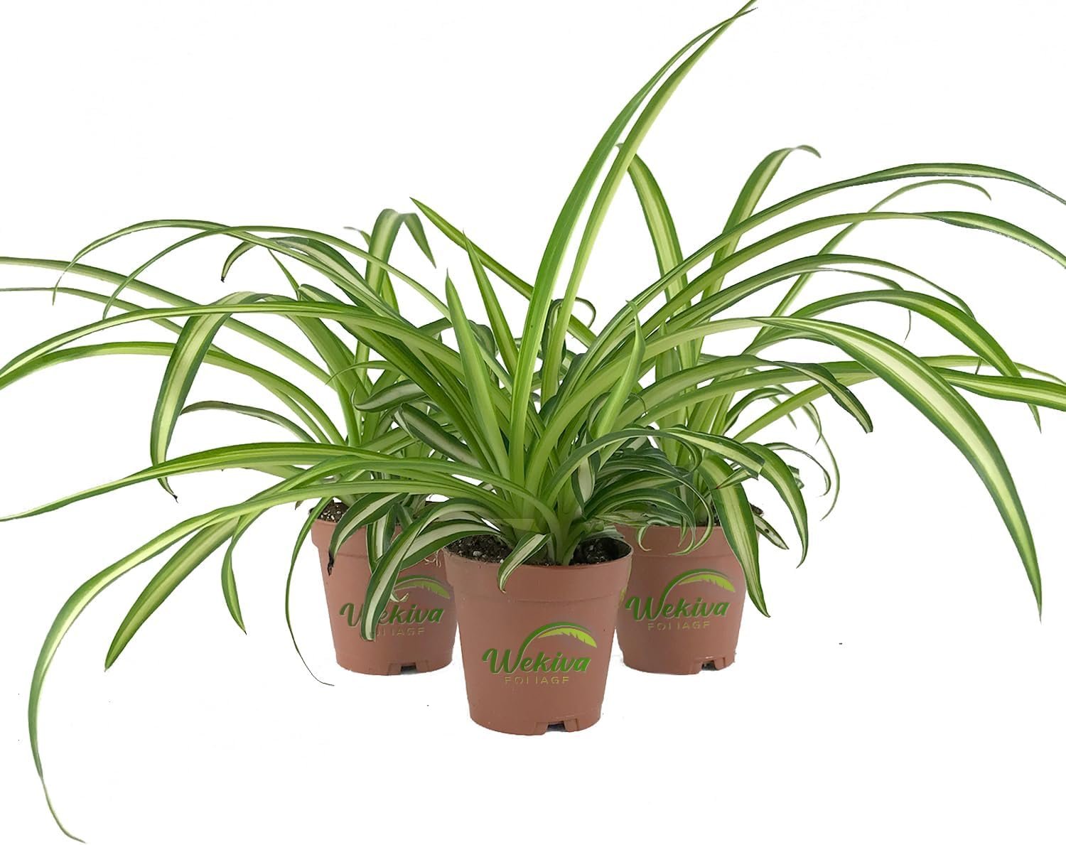 live spider plant near me Enchanting Spider Plant - Live Starter Plants in 2 Inch Pots