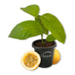 Passion Fruit Plant - 1 Live Starter Plant - Edible Fruit Bearing Vine for The Patio and Garden