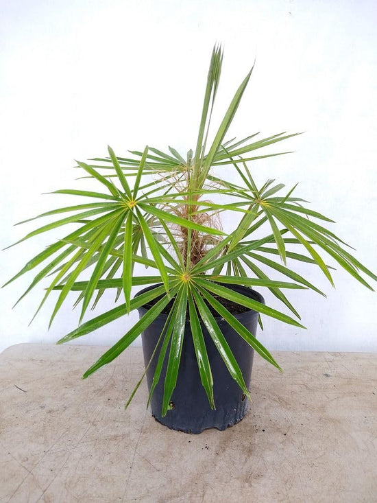 Old Man Palm - Live Plant in a 3 Gallon Pot - Coccothrinax Crinita - Extremely Rare and Unusual Ornamental Palms of Florida