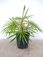 Old Man Palm - Live Plant in a 3 Gallon Pot - Coccothrinax Crinita - Extremely Rare and Unusual Ornamental Palms of Florida