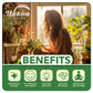 Shiranui Mandarin Orange Tree - Live Plants in 2 Gallon Pots - Florida Only - Fruit Bearing Citrus for Patio and Garden