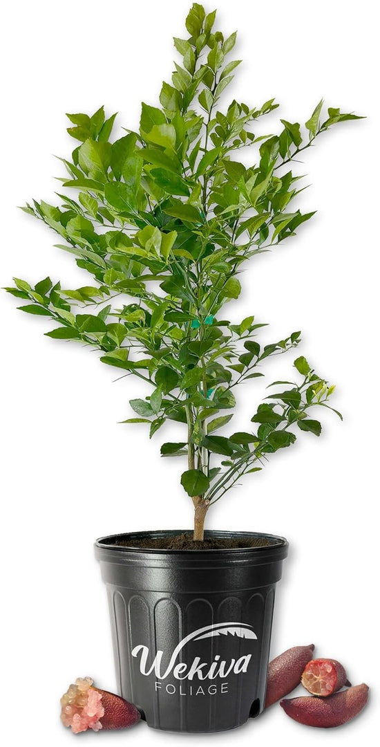 Red Finger Lime Tree - Live Plants in 2 Gallon Pots - Florida Only - Fruit Bearing Citrus for Patio and Garden