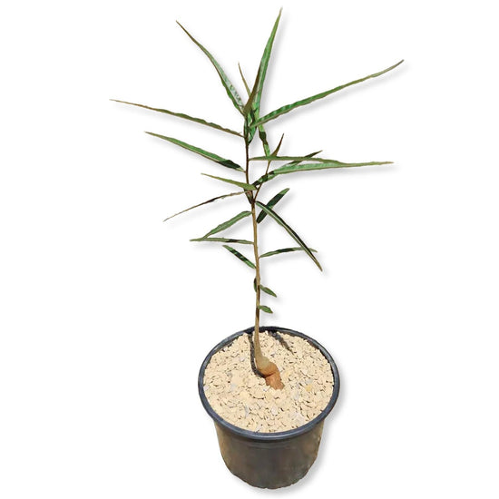 Queensland Bottle Tree - 1 Live Plant in a 4 Inch Growers Pot - Brachychiton Rupestris - Rare Ornamental Structural Unique Shape Canopy Foliage