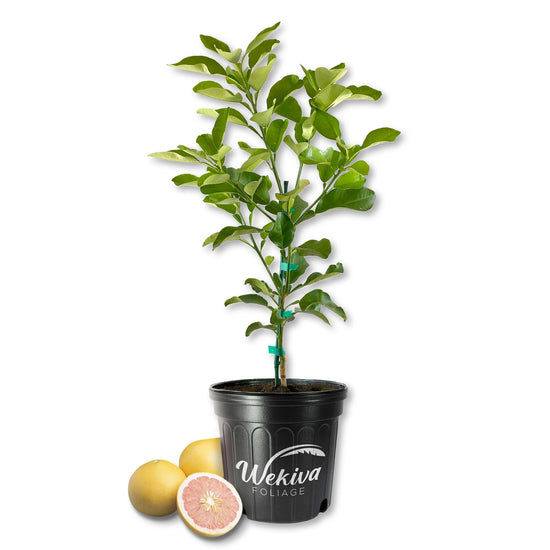 Hirado Pomelo Tree - Live Plants in 2 Gallon Pots - Florida Only - Fruit Bearing Citrus for Patio and Garden