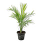 Majesty Palm - Live Starter Plants - Ravenea Rivularis - Beautiful Clean Air Indoor Outdoor Houseplant