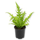 Fishtail Fern - 1 Live Plant in a 4 Inch Growers Pot - Microsorum Punctatum - Beautiful Textured Wavy Foliage Houseplant