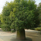 Queensland Bottle Tree - 1 Live Plant in a 4 Inch Growers Pot - Brachychiton Rupestris - Rare Ornamental Structural Unique Shape Canopy Foliage