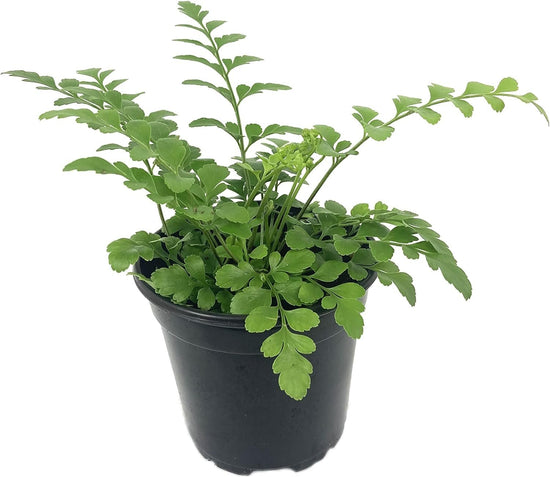 Austral Gem Fern - Live Plant in a 6 Inch Pot - Asplenium Parvati - Rare and Exotic Ferns from Florida