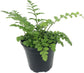 Austral Gem Fern - Live Plant in a 6 Inch Pot - Asplenium Parvati - Rare and Exotic Ferns from Florida