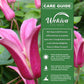 Clematis Princess Diana - Live Starter Plants - Beautiful Graceful Bell Shaped Pink Flowering Vine