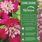 Clematis Avant Garde - Live Starter Plants in 2 Inch Growers Pots - Starter Plants Ready for The Garden - Rare Clematis for Collectors