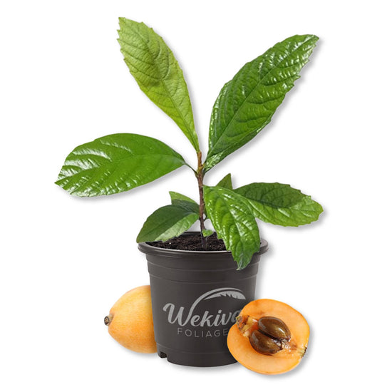 Loquat Tree - Japanese Plum - Live Plants in 4 Inch Growers Pots - Eriobotrya Japonica - Beautiful Textured Foliage Edible Fruit Bearing Tree