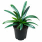 Blue Oil Fern - 1 Live Plant in a 4 Inch Growers Pot - Microsorum Thailandicum - Beautiful Glossy Colorful Indoor Houseplant