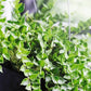 Million Hearts Plant - Single - 4 Inch Pot - Dischidia Ruscifolia