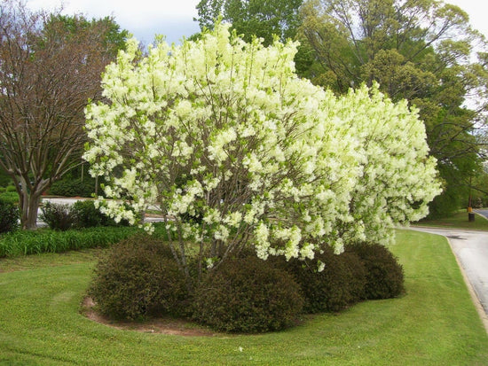 American Fringe Tree - Live Tree in a 3 Gallon Pot - Chionanthus Virginicus - Native Plant Beautiful Foliage Easy Care Deciduous Flowering Tree