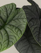 Melo Alocasia - 1 Live Plant in a 4 Inch Pot - Alocasia Rugosa -  Compact Textured Easy Care Houseplant