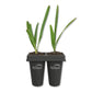 Green Saw Palmetto - Live Starter Plants - Serenoa Repens ‘Green’ - Native Ornamental Palms from Florida