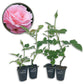 Queen Elizabeth Rose Bush - Live Starter Plants - Beautifully Fragrant Grandiflora Rose - A Versatile Beauty with Colorful Pink Blooms