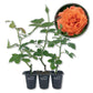 Westerland Rose Bush - Live Starter Plants - Beautiful Landscaping Shrub Rose - Vigorous Fragrant Apricot-Orange Blooms