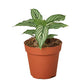 Calathea Vittata - Live Starter Plants - Goeppertia Elliptica &