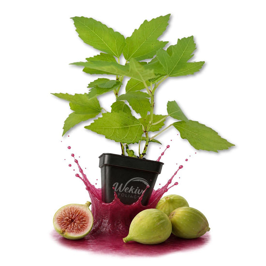 Fignomenal Fig Tree - Live Plants in 3 Inch Growers Pots - Ficus Carica - Edible Fruit Tree for The Patio and Garden