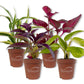 Living Basics Houseplant Collection - Live Starter Plants - Growers Choice - Elegant and Beautiful Easy Care Indoor Foliage Perfect for Home or Office