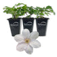 Clematis Guernsey Flute - Live Starter Plants in 2 Inch Growers Pots - Starter Plants Ready for The Garden - Rare Clematis for Collectors