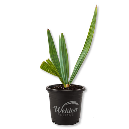 Dwarf Blue Stem Palmetto - 1 Live Plant in a 4 Inch Growers Pot - Sabal Minor - Cold Hardy Slow Growth Fan Shaped Foliage Ornamental Palm Tree
