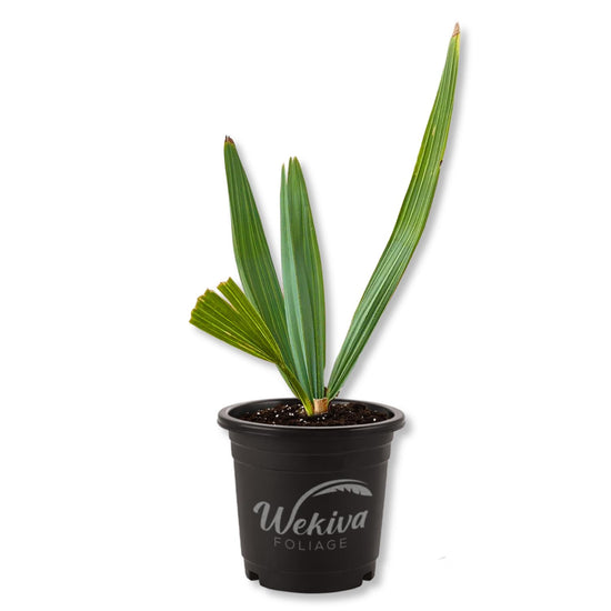 Dwarf Blue Stem Palmetto - 1 Live Plant in a 4 Inch Growers Pot - Sabal Minor - Cold Hardy Slow Growth Fan Shaped Foliage Ornamental Palm Tree