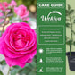 All My Loving Rose Bush - Live Starter Plants in 2 Inch Growers Pots - Beautifully Fragrant Hybrid Tea Rose - A Versatile Beauty with Large Blooms
