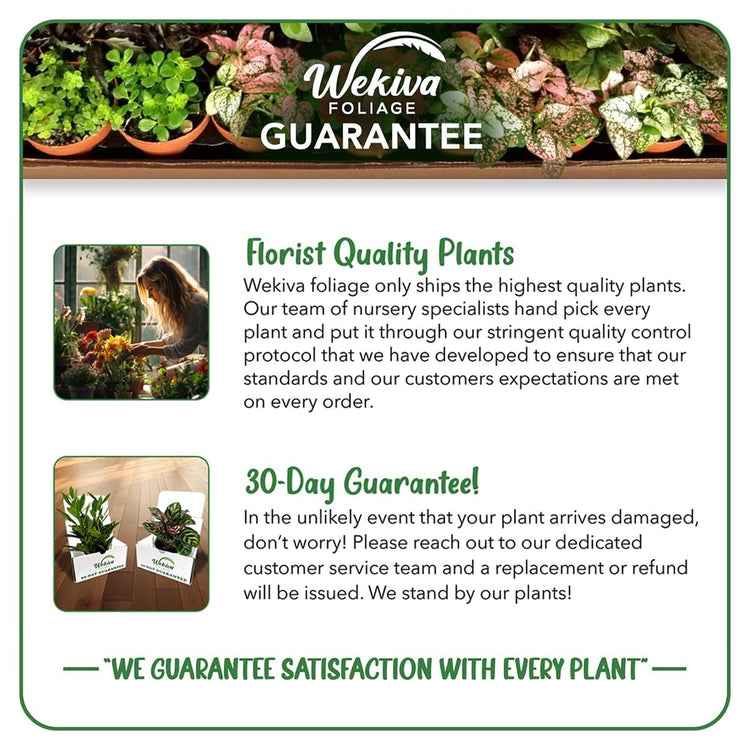 philodendron potting mix Philodendron Growing Soil Mix – Custom Soil Blend – Potting Mix for Philodendron Plants – Specially Developed by and for Professional Nursery Growers
