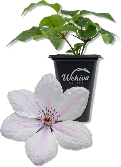 Clematis John Paul II - Live Starter Plants in 2 Inch Growers Pots - Starter Plants Ready for The Garden - Beautiful White and Pink Flowering Vine