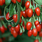 Goji Berry Plant - Live Starter Plants in 2 Inch Growers Pots - Lycium Barbarum - Fruit Plants for Your Patio or Edible Garden