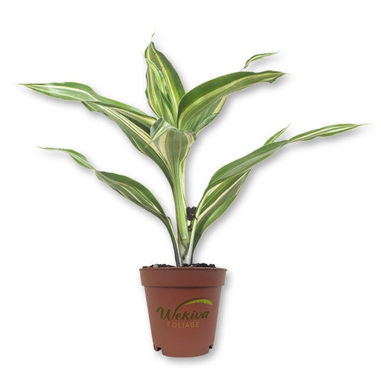 Lucky Mini Bamboo - Live Starter Plants in 2 Inch Growers Pots - Dracaena Sanderiana - Feng-Shui Zen Garden Houseplants