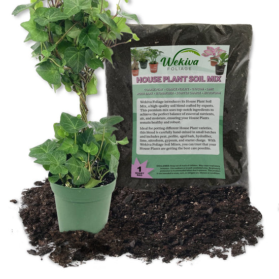 English Ivy Globe and Soil Mix Combo - Live Plant in a 4 Inch Pot with 1 Quart HousePlant Soil Mix - Hedera Helix with Custom Soil Blend