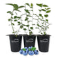 Blueberry Plant - 3 Live Starter Plants - Vaccinium - Edible Fruit Bearing Bush for The Patio and Garden