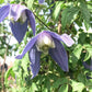 Clematis Alpina Blue Dancer - Live Starter Plants in 2 Inch Growers Pots - Starter Plants Ready for The Garden - Rare Clematis for Collectors