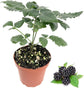 Berry Variety Pack - 4 Live Starter Plants - A Selection of Blueberry, Blackberry, Boysenberry, and Raspberry Varieties For Your Edible Garden