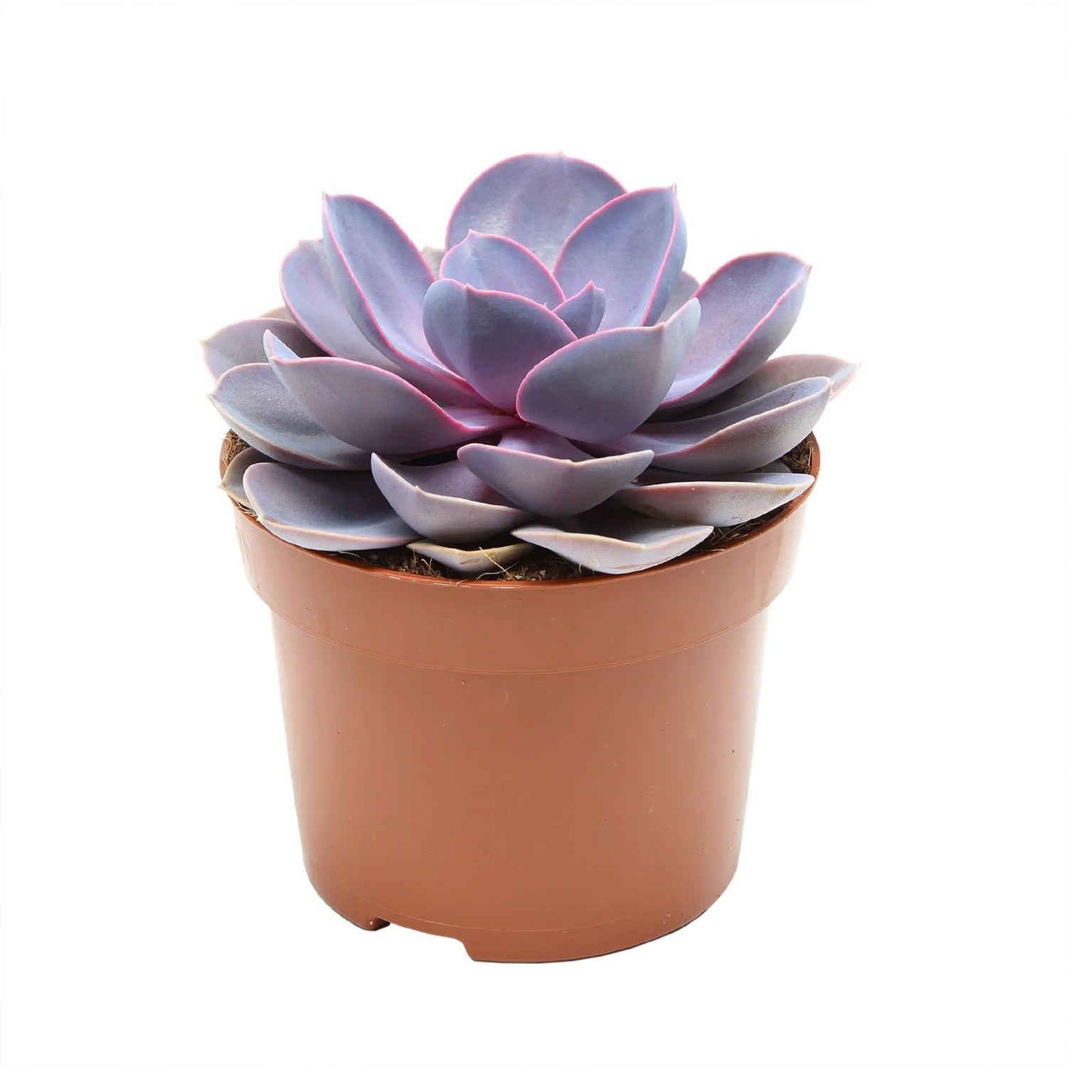 purple pearl succulent care Echeveria Purple Pearl - Live Starter Plants in 2 Inch Growers Pots