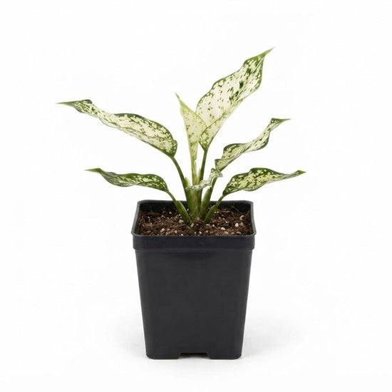 Snowflake Aglaonema - Single - 3 Inch Pot - Aglaonema Commutatum